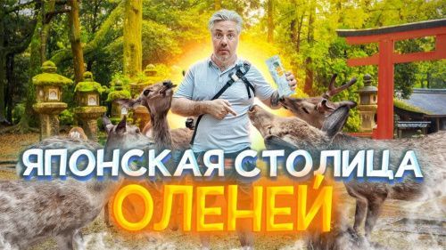 Парк оленей в Японии: Нара — вас тут сожрут! + Обзор японского супермаркета